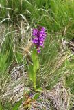 Dactylorhiza euxina