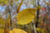 Carpinus cordata. Верхушка побега с листьями в осенней окраске. Приморский край, окр. Владивостока, широколиственный лес. 14.10.2017.