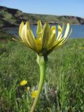 Tragopogon dasyrhynchus. Соцветие. Крым, Керченский п-ов, мыс Тархан. 2 мая 2010 г.