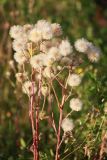 Erigeron acris