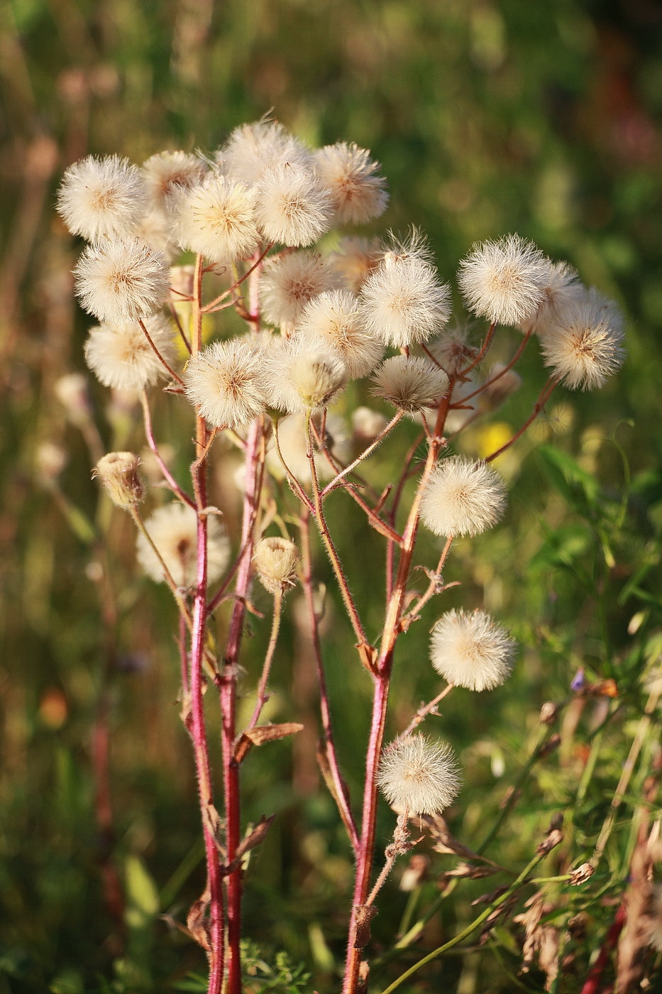 Image of Erigeron acris specimen.