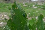 Rumex alpinus. Верхушка объеденного листа со спаривающимися щавелевыми листоедами (Gastrophysa viridula). Кабардино-Балкария, Эльбрусский р-н, долина р. Терскол. 24 мая 2013 г.