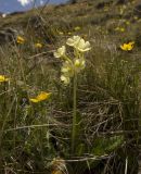 Primula ruprechtii. Цветущее растение. Кабардино-Балкария, Эльбрусский р-н, средняя часть долины р. Сылтрансу, субальпийский луг. 03.06.2012.