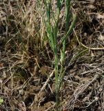 Dianthus ramosissimus