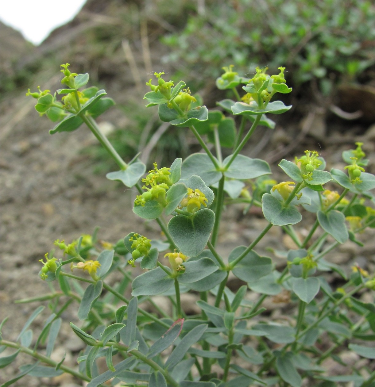 Изображение особи род Euphorbia.