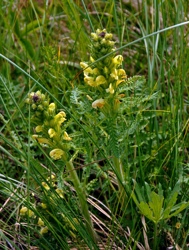 Изображение особи Pedicularis kaufmannii.