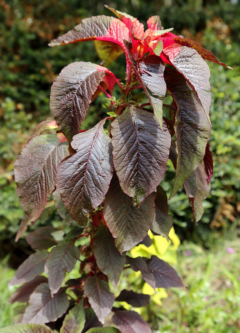 Image of Amaranthus tricolor specimen.