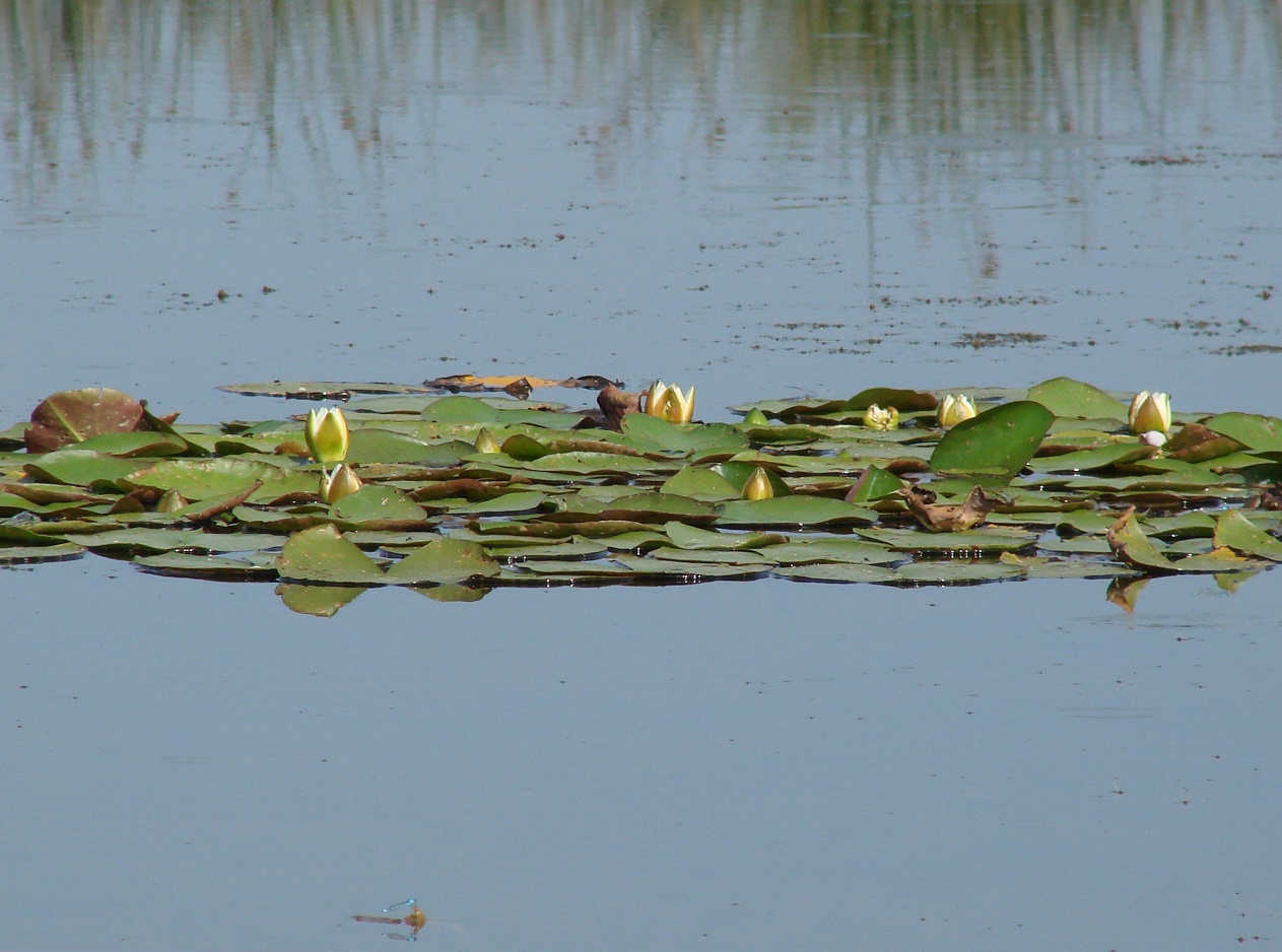 Изображение особи Nymphaea candida.