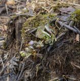 Caltha palustris