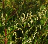 Artemisia vulgaris