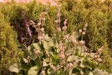 Phlomoides oreophila