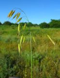 Bromus japonicus. Соплодие. Ростовская обл., Азовский р-н, с. Кугей, степной склон балки. 13.06.2022.