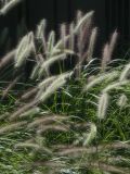 Pennisetum alopecuroides