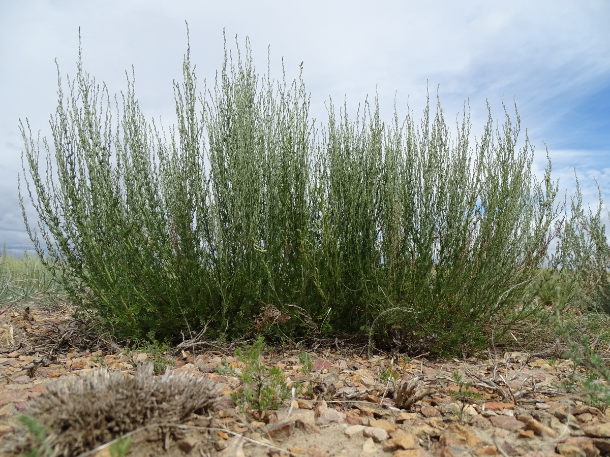 Изображение особи Artemisia pauciflora.