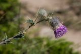 Cirsium erythrolepis. Верхушка растения с цветущим и развивающимся соцветиями. Кабардино-Балкария, Эльбрусский р-н, долина р. Ирик, каменистый склон. 20.08.2023.