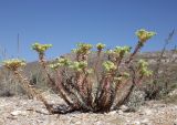 Euphorbia paralias. Цветущее растение. Крым, Керченский полуостров, Опукский заповедник, песчано-ракушечный пляж. 24 сентября 2023 г.