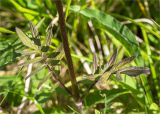 Valeriana sambucifolia