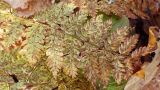 Dryopteris amurensis. Часть отмирающей вайи в осенней окраске. Хабаровский край, окр. г. Комсомольск-на-Амуре, смешанный лес. 11.10.2023.