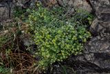 genus Alyssum. Цветущие и плодоносящие растения. Грузия, г. Тбилиси, на скале. 10.06.2023.