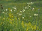 Eremogone longifolia. Верхние части цветущих растений. Ульяновская обл., Мелекесский р-н, окр. с. Александровка, долина р. Бирля, луг на склоне оврага. 17.06.2023.