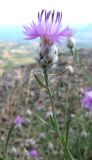 Centaurea vankovii. Верхушка цветущего растения. Крым, гора Северная Демерджи, яйла. 22 июля 2011 г.
