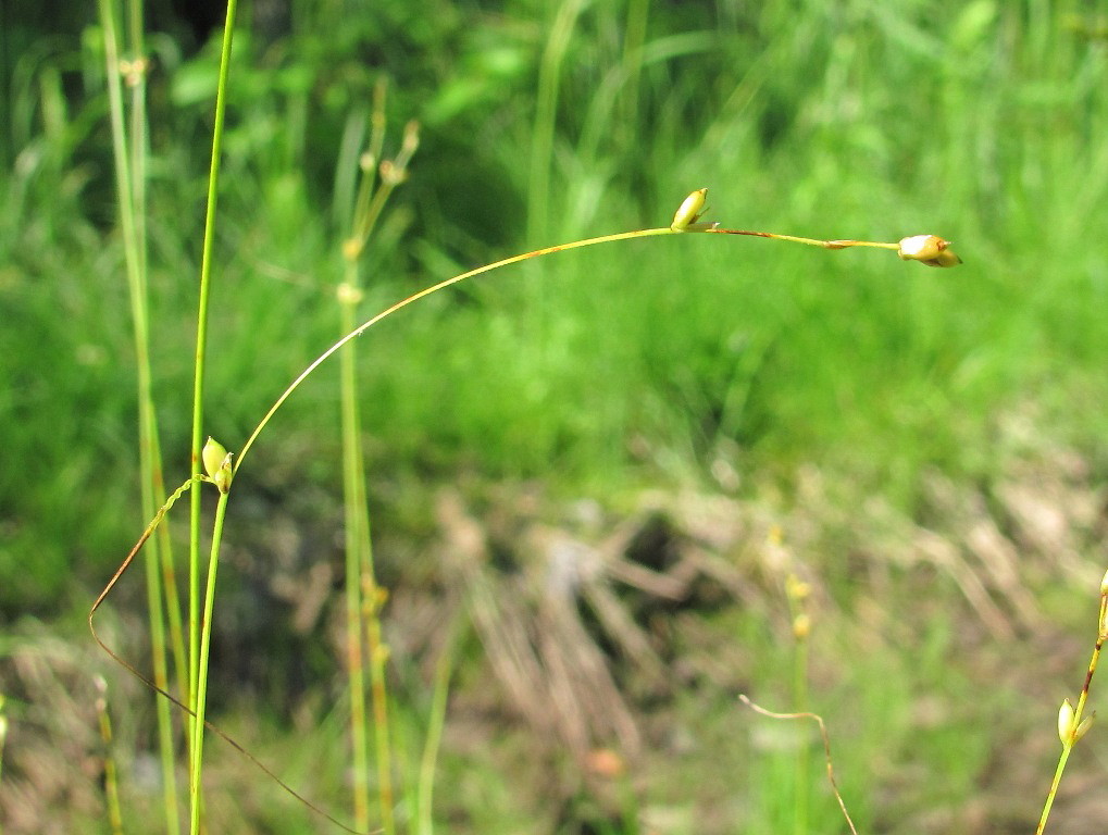 Изображение особи Carex disperma.