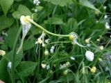 Allium paradoxum