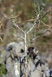 Astragalus neolipskyanus