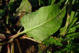 Rumex spinosus