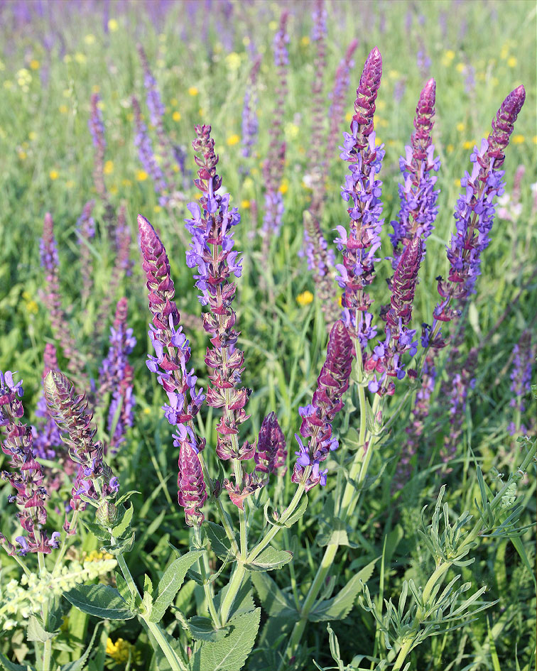 Изображение особи Salvia tesquicola.