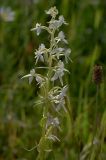 Platanthera bifolia