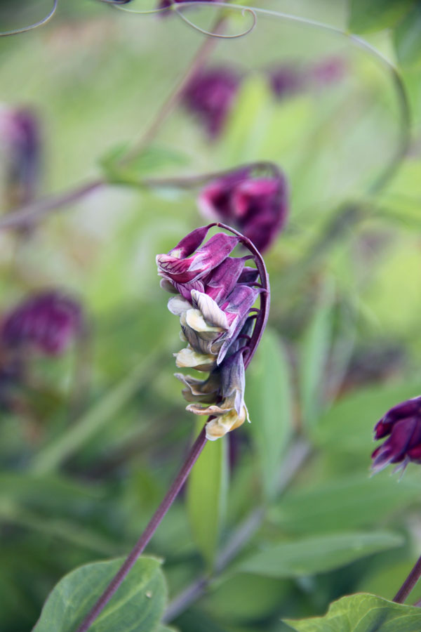 Изображение особи Lathyrus pisiformis.