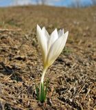 Crocus reticulatus