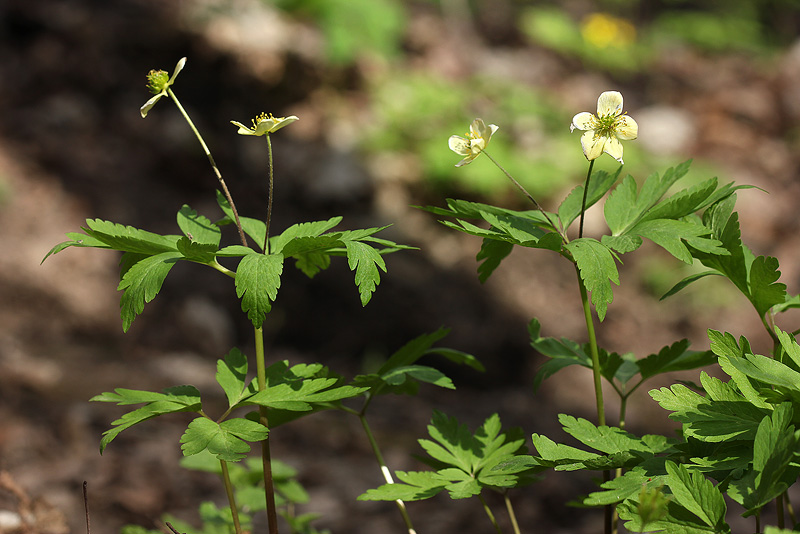 Изображение особи Anemone &times; lipsiensis.