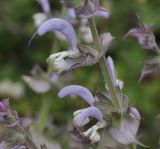 Salvia sclarea