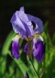 Iris germanica. Цветок. Украина, Закарпатье, Чёрная гора близ Виноградов.