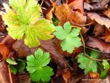 Geranium phaeum. Прикорневые листья. Беларусь, Гродненская обл., г. Новогрудок. 09.11.2013.