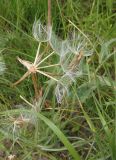 Tragopogon podolicus