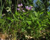 Lathyrus laxiflorus. Цветущее растение. Краснодарский край, Абинский р-н, хр. Грузинка, гора Шизе, дубово-грабовый лес на склоне. 10.05.2014.