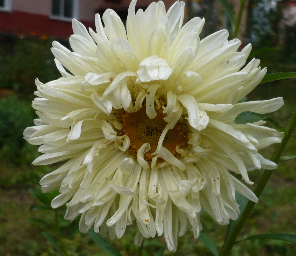 Изображение особи Callistephus chinensis.