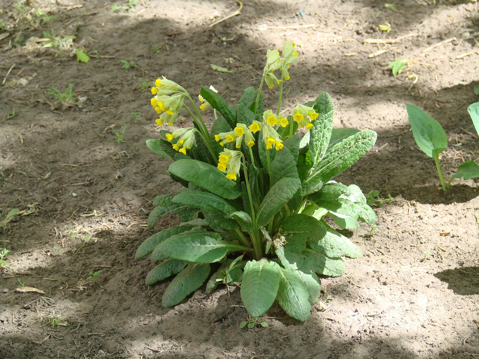 Изображение особи Primula macrocalyx.