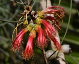 Calothamnus gilesii