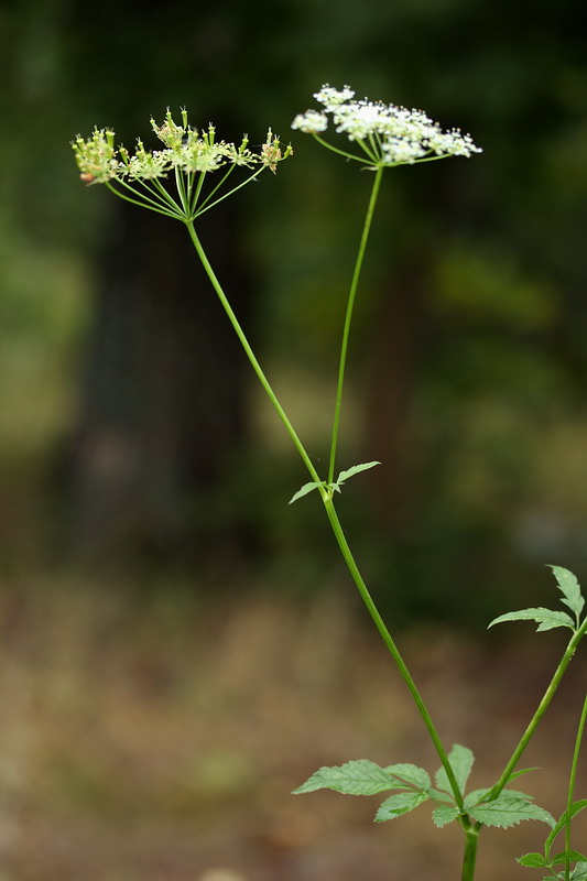 Изображение особи Chaerophyllum aromaticum.