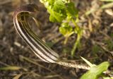 Arisarum vulgare. Верхушка побега с соцветием-початком в покрывале. Греция, Эгейское море, о. Парос, холм Кефалос, окр. монастыря Св. Антония; склон холма. 02.01.2016.