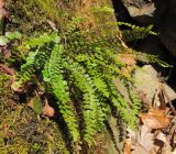 Asplenium trichomanes. Спороносящее растение. Адыгея, Майкопский р-н, окр. пос. Хамышки, склон горы Чёрный Шахан, высокий обрывистый правый берег р. Киша, дубово-буково-пихтовый лес, на скале, выс. ≈ 750 м н.у.м. 08.03.2016.