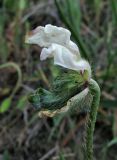 Papaver albiflorum