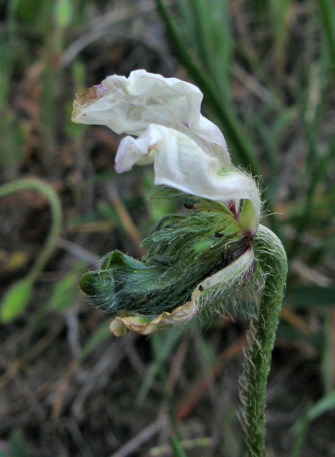 Изображение особи Papaver albiflorum.