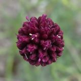 Allium sphaerocephalon