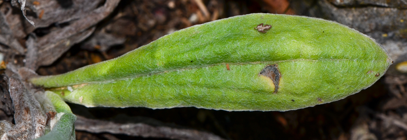 Изображение особи Helichrysum sanguineum.