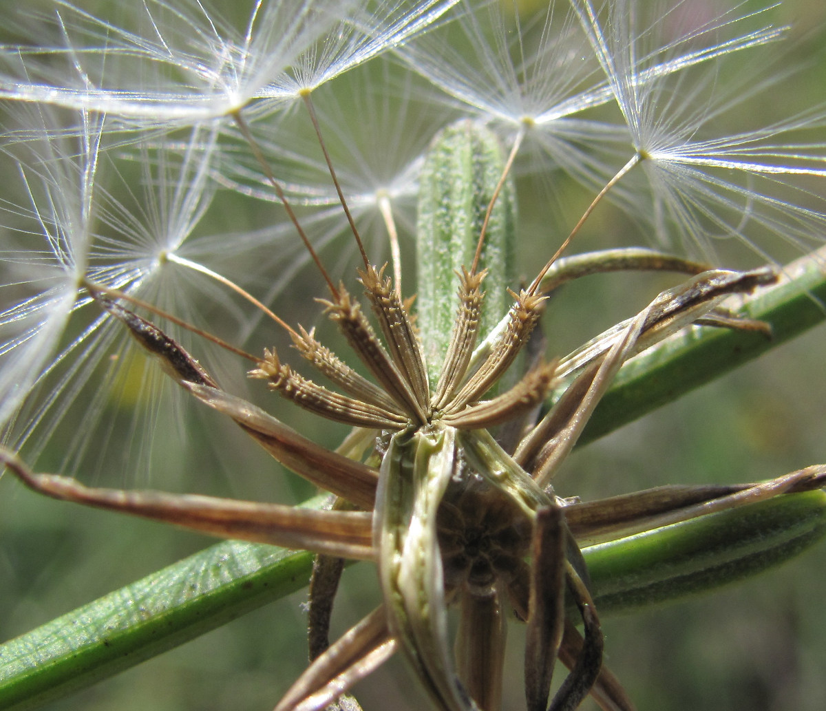 Изображение особи Chondrilla juncea.